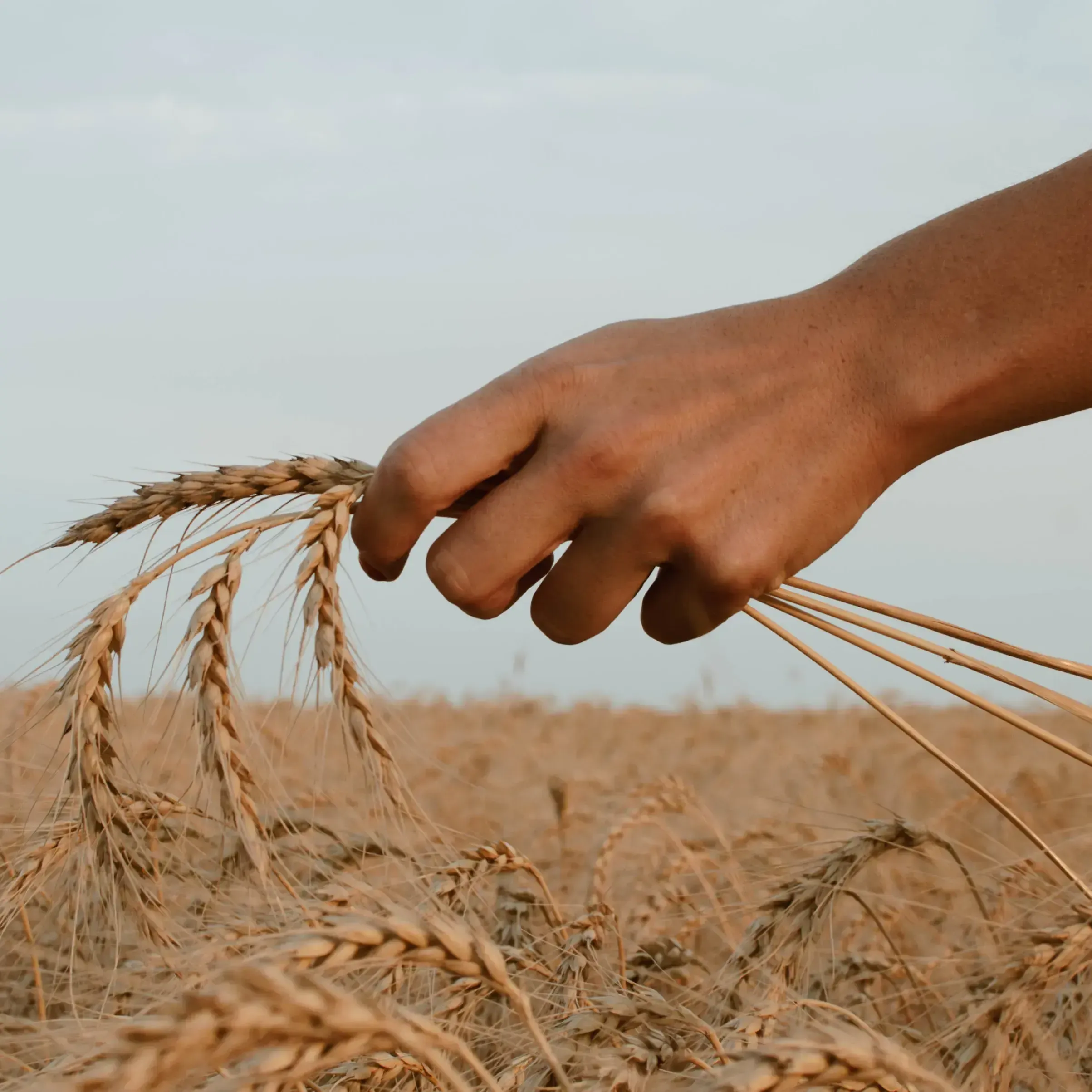 Imagem de um campo de trigo